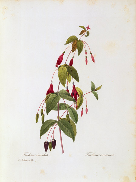 Fuchsia / Redouté van Pierre Joseph Redouté