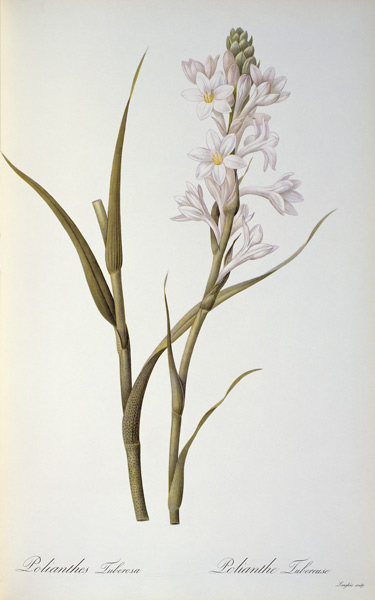 Polianthes Tuberosa, from `Les Liliacees' van Pierre Joseph Redouté