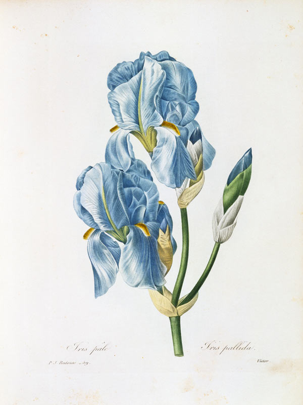 Pale Iris / Redouté van Pierre Joseph Redouté