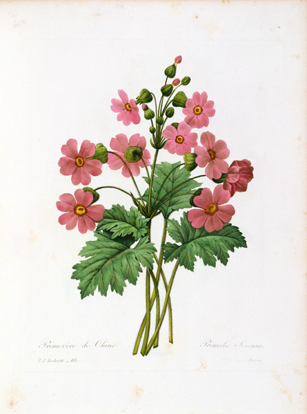 Primula Sinensis / Redouté van Pierre Joseph Redouté