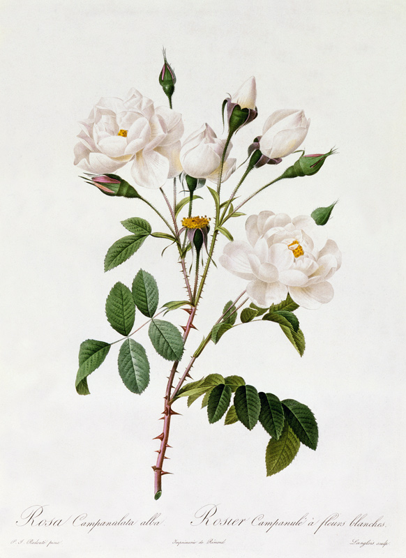 Rosa Campanulata Alba van Pierre Joseph Redouté