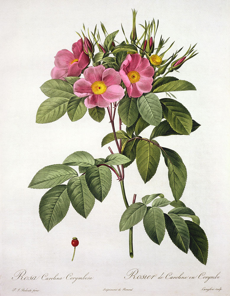 Rosa Carolina Corymbosa, engraved by Langlois, from 'Les Roses' van Pierre Joseph Redouté