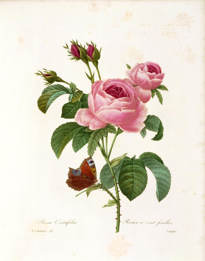 Rosa Centifolia van Pierre Joseph Redouté