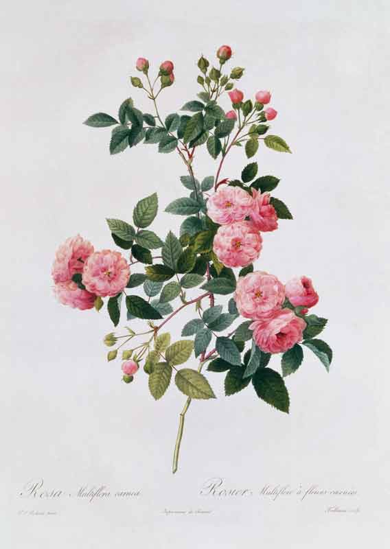 Rosa Multiflora Carnea van Pierre Joseph Redouté