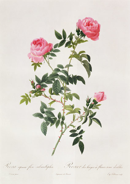 Rosa Sepium Flore Submultiplici van Pierre Joseph Redouté