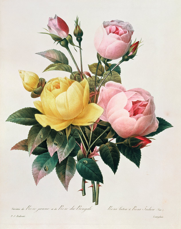 Rosa lutea and Rosa indica, from 'Les Choix des Plus Belles Fleurs' van Pierre Joseph Redouté