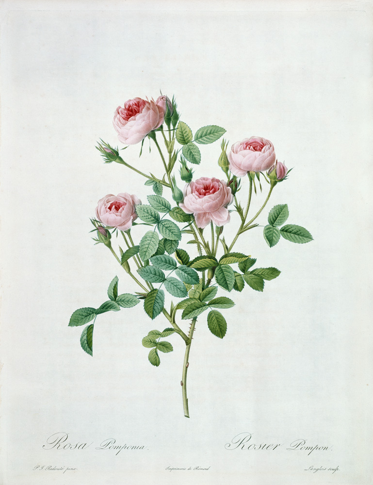 Rosa pomponia, engraved by Langlois, from 'Les Roses' van Pierre Joseph Redouté