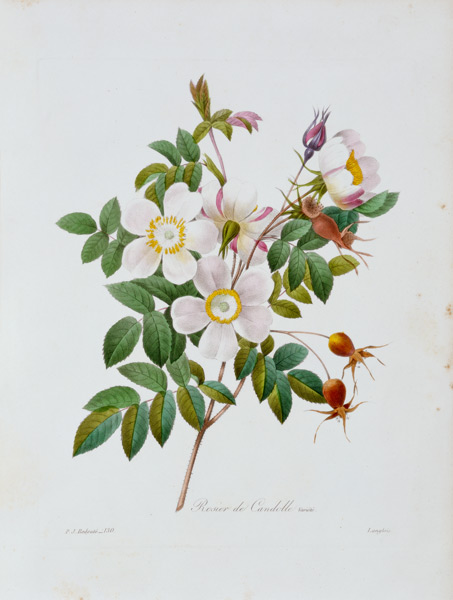 Rose, Candolle / Redouté 1835 van Pierre Joseph Redouté