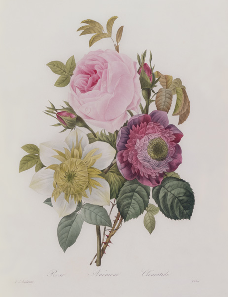 Rose, anemone and Clematide van Pierre Joseph Redouté