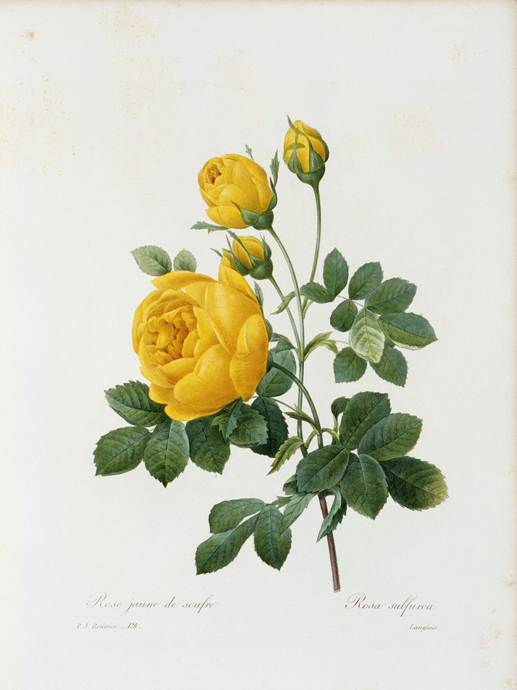 Yellow Rose / / Redouté 1835 van Pierre Joseph Redouté