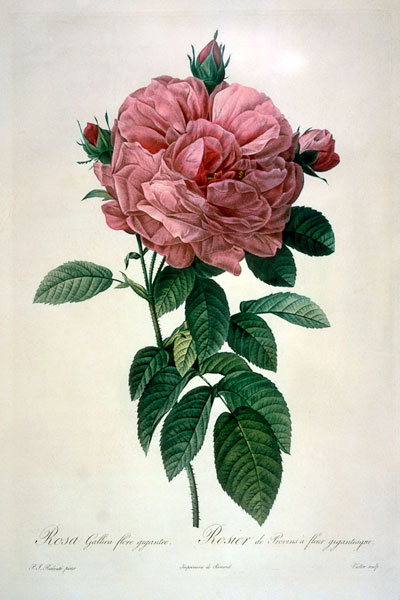 Rosa Gallica Flore Giganteo van Pierre Joseph Redouté