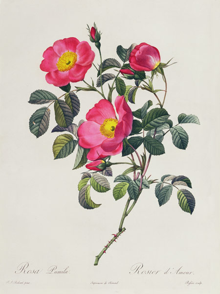 Rosa Lumila van Pierre Joseph Redouté