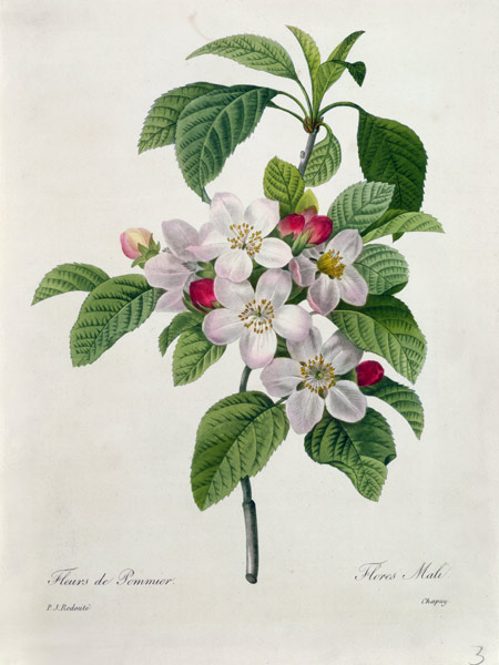 Apple Blossom, from 'Les Choix des Plus Belles Fleurs' van Pierre Joseph Redouté
