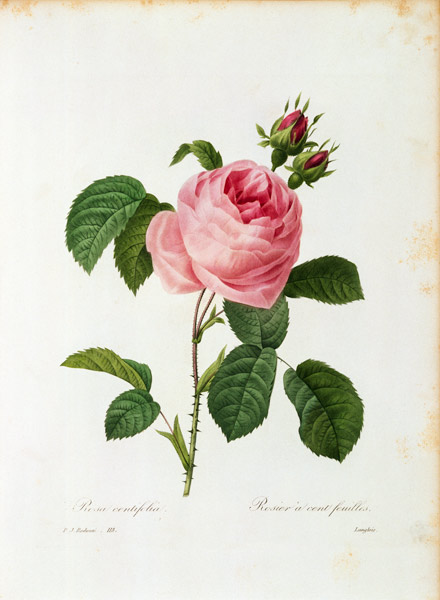 Cabbage Rose / Redouté 1835 van Pierre Joseph Redouté