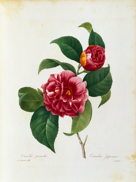 Camellia / Redouté van Pierre Joseph Redouté