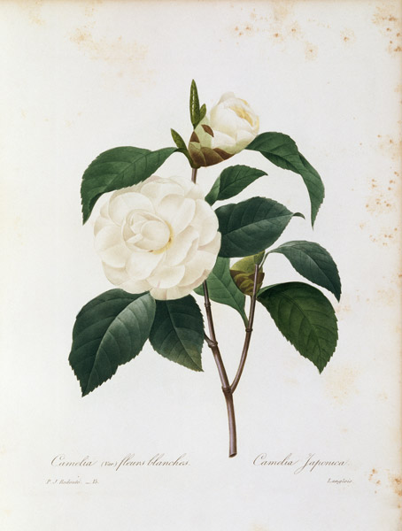 Camellia / Redouté van Pierre Joseph Redouté