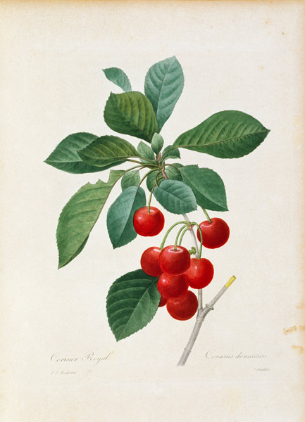 Cherry / Redouté van Pierre Joseph Redouté