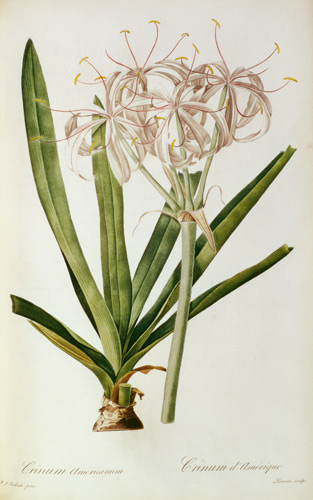 Crinum Americanum, from `Les Liliacees' van Pierre Joseph Redouté