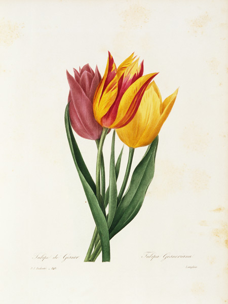 Didier s tulip / Redouté van Pierre Joseph Redouté