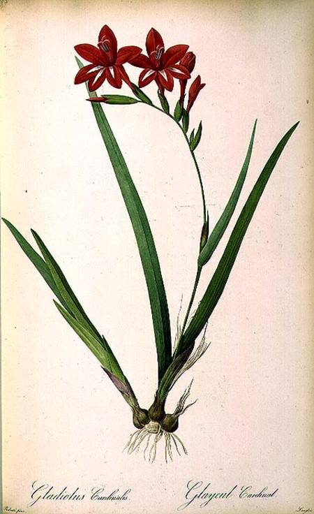 Gladiolus Cardinalis, from `Les Liliacees' van Pierre Joseph Redouté
