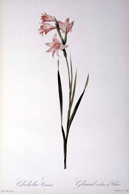 Gladiolus Carneus, from `Les liliacees' van Pierre Joseph Redouté
