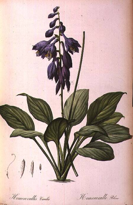 Hemerocallis Caerulea, from `Les Liliacees' van Pierre Joseph Redouté