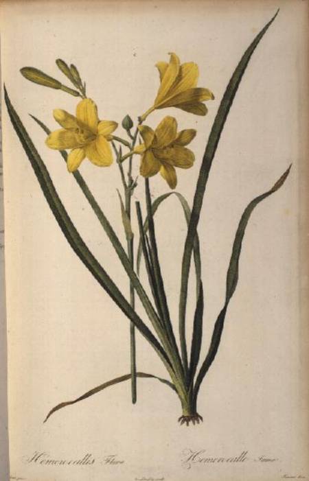 Hemerocallis Flava, from `Les Liliacees' van Pierre Joseph Redouté