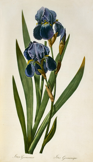 Iris Germanica, from `Les Liliacees' van Pierre Joseph Redouté