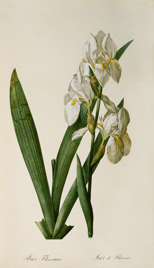 Iris Florentina, from `Les Liliacees' van Pierre Joseph Redouté