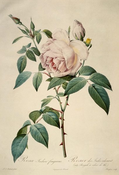 Rosa chinensis and Rosa gigantea, from 'Les Roses' van Pierre Joseph Redouté