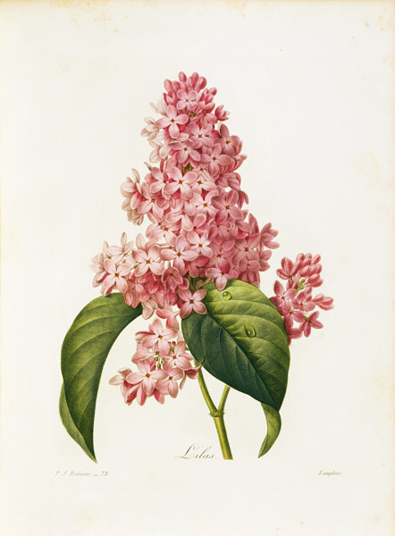 Lilac / Redouté van Pierre Joseph Redouté