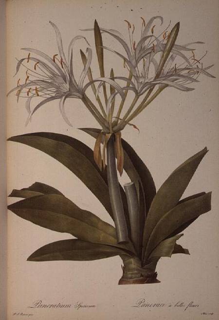 Pancratium speciosum, from `Les Liliacees' van Pierre Joseph Redouté