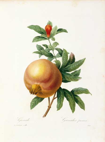 Pomegranate / Redouté van Pierre Joseph Redouté