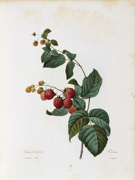 Raspberry / Redouté van Pierre Joseph Redouté