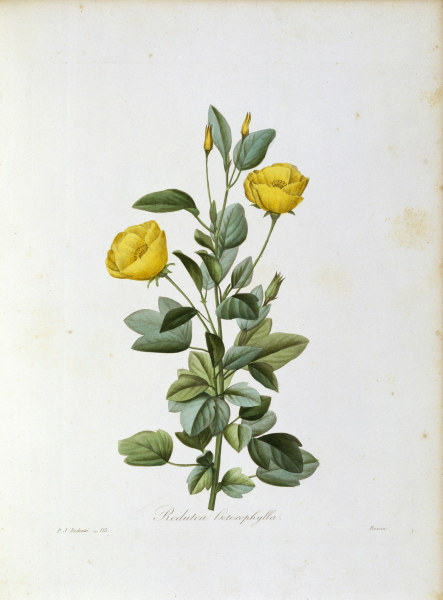 Redutea heterophylla / Redouté van Pierre Joseph Redouté
