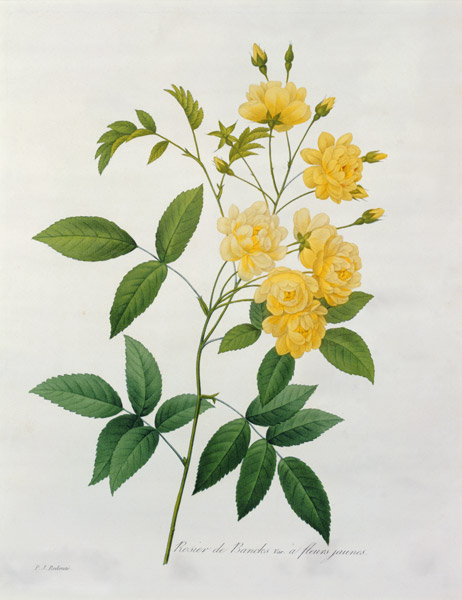Rosa banksiae (Banks's rose), from 'Choix des Plus Belles Fleurs' van Pierre Joseph Redouté