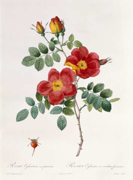 Rosa Eglantera Punicea van Pierre Joseph Redouté