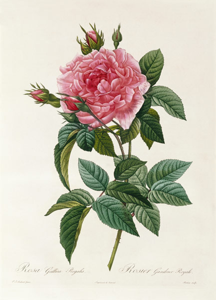 Rosa Gallica Regalis van Pierre Joseph Redouté