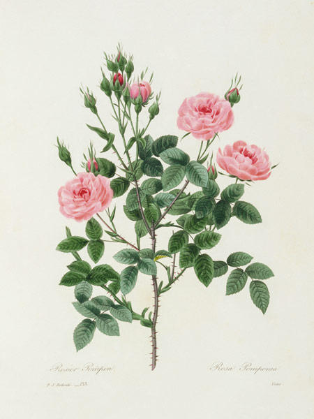 Rosa Pomponia / Redouté 1835 van Pierre Joseph Redouté