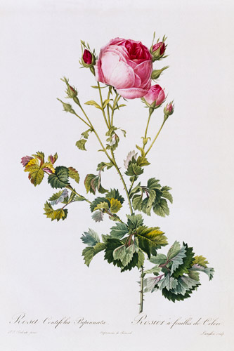 Rosa Centifolia Bipinnata van Pierre Joseph Redouté