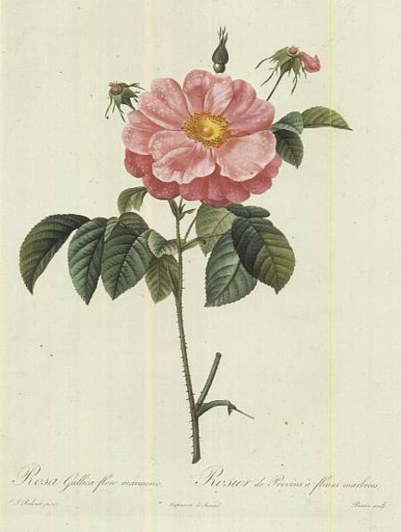 Rosa Gallica Flore Marmoreo van Pierre Joseph Redouté