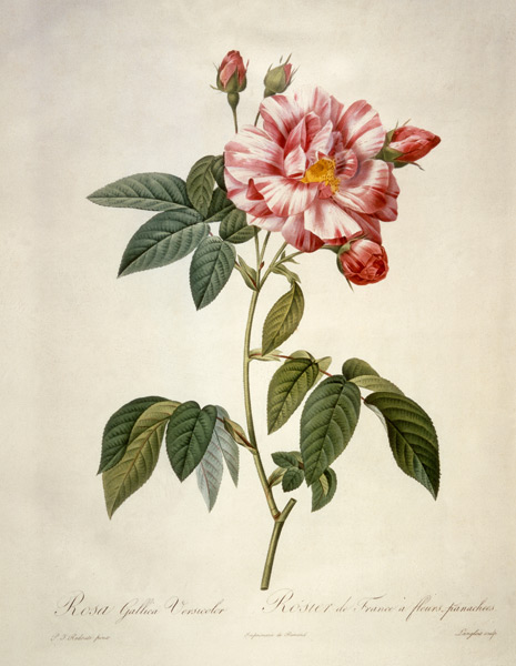 Rosa gallica versicolor / after Redoute van Pierre Joseph Redouté
