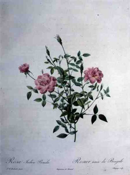 Rosa indica pumila (dwarf Bengal rose), engraved by Chapuy, from 'Les Roses' van Pierre Joseph Redouté
