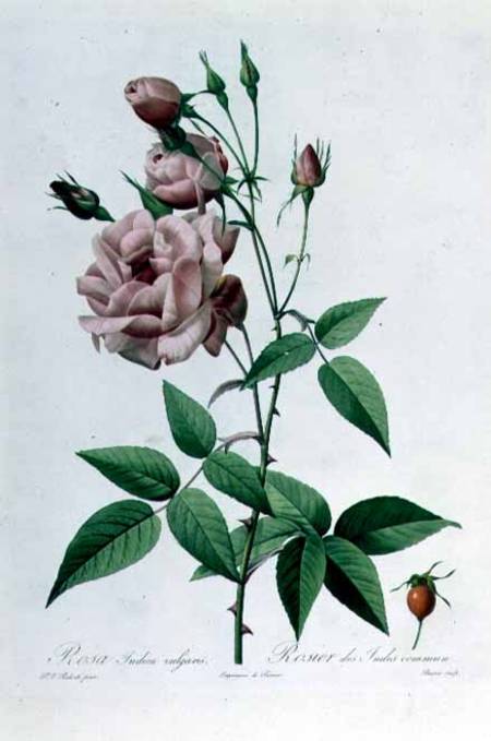 Rosa Indica Vulgaris, engraved by Bessin, from 'Les Roses', Vol II van Pierre Joseph Redouté