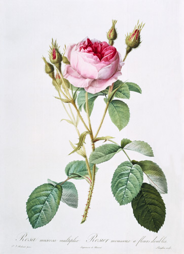 Rosa muscosa multiplex (double moss rose), engraved by Langlois, from 'Les Roses' van Pierre Joseph Redouté