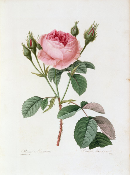 Roses / Redouté 1835 van Pierre Joseph Redouté