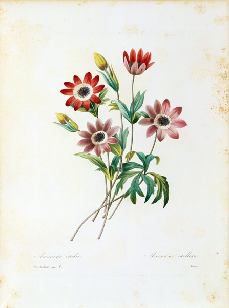 Star anemone / Redouté van Pierre Joseph Redouté