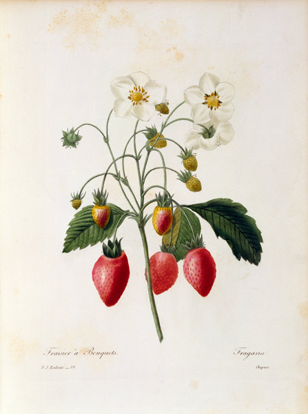 Strawberry
 van Pierre Joseph Redouté