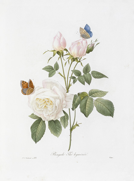 Tee Rose / Redouté 1835 van Pierre Joseph Redouté