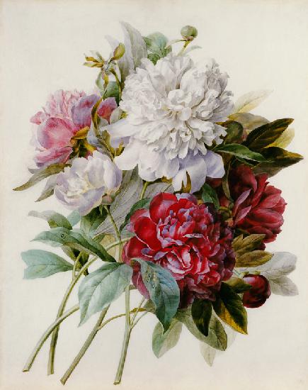 Een boeket van rode, roze en witte pioenen - Pierre Joseph Redouté
